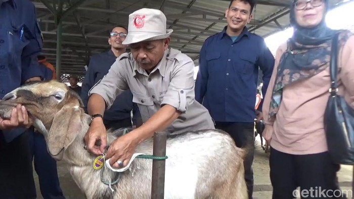 Petugas Diskannak Sumedang saat memasangi kalung sehat kepada hewan kurban di pasar hewan Tanjungsari, Sumedang.