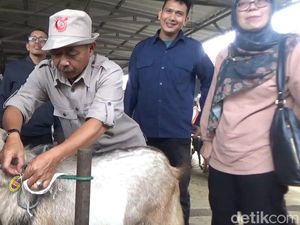 Dinyatakan Sehat, Hewan Kurban di Sumedang Dipasangi Kalung