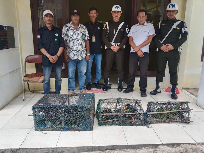 Petugas Resort KSDA Dobo menyita 44 satwa liar dari rumah warga.