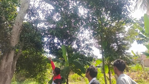 Pohon mangga lokasi pria jatuh saat hendak selamatkan ponakan bunuh diri di Kecamatan Melaya, Kabupaten Jembrana, Bali, Selasa (11/6/2024). (Dok. Polsek Melaya)
