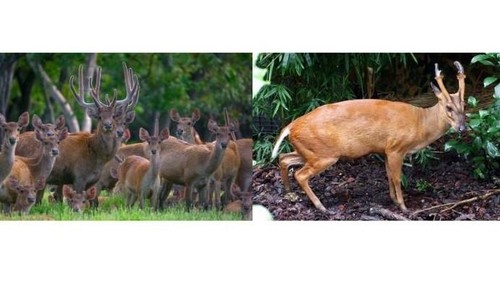 Rusa (kiri) dan kijang (kanan). (Dok Bali Safari dan TN Tesso Nilo)