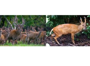6 Perbedaan Kijang dan Rusa, Hewan yang Sering Dianggap Sama