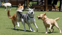 Tampak para anjing bermain di area klub.