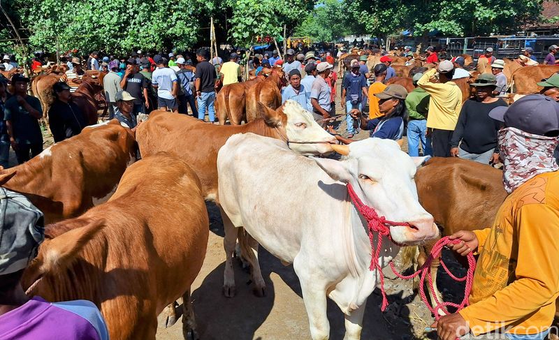 Sapi kurban di pasar hewan Bondowoso