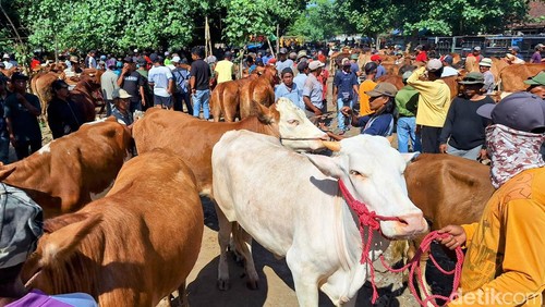 Sapi kurban di pasar hewan Bondowoso