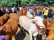 Harga Sapi di Bondowoso Tembus Rp 25 Juta Sepekan Sebelum Idul Adha