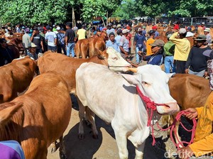 Daftar Harga Sapi dan Kambing Kurban di Bali 2025, Cek di Sini!
