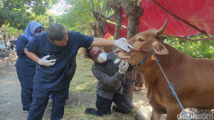 sidak hewan kurban di sidoarjo