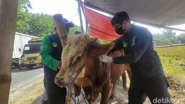 sidak hewan kurban di sidoarjo