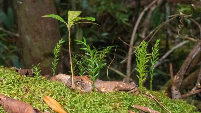 Spesies pakis Tmesipteris oblanceolata dari Kaledonia Baru ditemukan memiliki DNA 50 kali lebih banyak di setiap selnya dibandingkan manusia.