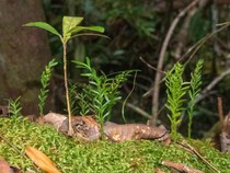 Tumbuhan Ini Punya Genom Terbesar di Bumi, DNA 50 Kali Lebih Banyak dari Manusia