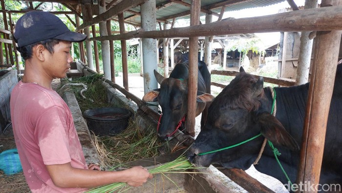 Aktivitas Wilian saat mengurus sapi di KTTS Padusan Cirebon
