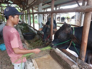 Belajar Tanggung Jawab Ala Wilian Lewat Sapi Kurban