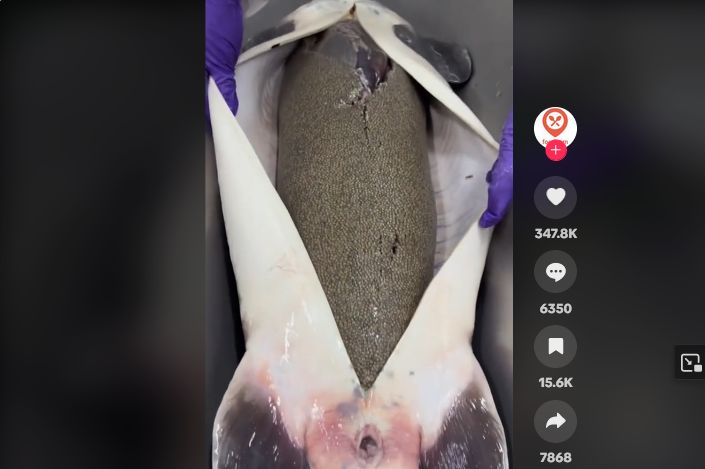 Bikin Mual! Begini Proses Pengambilan Kaviar dari Dalam Perut Ikan