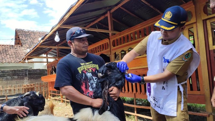 Dinas Pertanian Banyuwangi memeriksa kesehatan hewan kurban pedagang