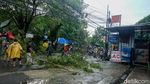Diterpa Hujan Deras, Pohon Tumbang di Pondok Cabe