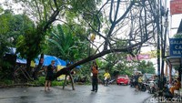 Pohon tumbang menutupi jalanan.  