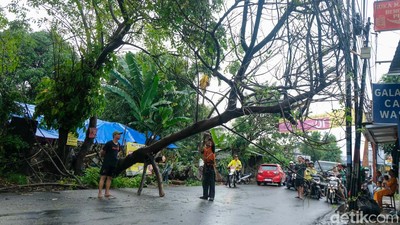 Diterpa Hujan Deras, Pohon Tumbang di Pondok Cabe