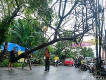 Diterpa Hujan Deras, Pohon Tumbang di Pondok Cabe