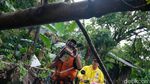 Diterpa Hujan Deras, Pohon Tumbang di Pondok Cabe
