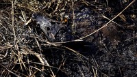 Badan aligator tampak ludes terbakar.