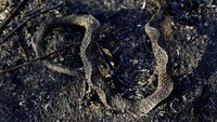 Seekor ular juga mati akibat kebakaran lahan basah tropis terbesar di dunia tersebut.