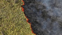 Berdasarkan data satelit INPE Brasil, dari awal tahun hingga 5 Juni kebakaran di lahan basah itu naik 980 persen dibanding periode yang sama tahun lalu.