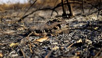 Seekor aligator yang sudah mati terlihat di antara puing-puing kebakaran di lahan basah tropis di Pantanal, Brasil, Senin (10/6/2024) waktu setempat.