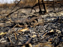 Hewan-hewan Mati Akibat Kebakaran Lahan Basah Tropis Terbesar di Dunia