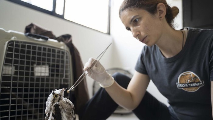 Veterinarian Sandra Polo Arias hand-feeds a worm to a bird at the non-profit wildlife park Selva Teneek where animals are being treated for heat stress amid a continuing heat wave and drought, in Ciudad Valles, Mexico, Saturday, June 8, 2024. (AP Photo/Mauricio Palos)
