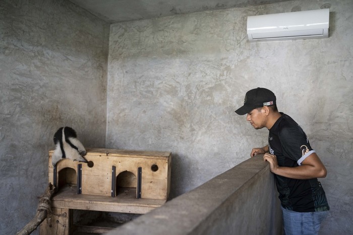 Veterinarian Sandra Polo Arias hand-feeds a worm to a bird at the non-profit wildlife park Selva Teneek where animals are being treated for heat stress amid a continuing heat wave and drought, in Ciudad Valles, Mexico, Saturday, June 8, 2024. (AP Photo/Mauricio Palos)