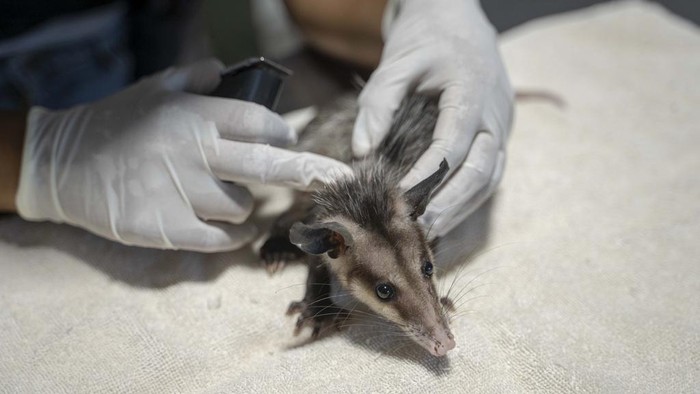 Veterinarian Sandra Polo Arias hand-feeds a worm to a bird at the non-profit wildlife park Selva Teneek where animals are being treated for heat stress amid a continuing heat wave and drought, in Ciudad Valles, Mexico, Saturday, June 8, 2024. (AP Photo/Mauricio Palos)