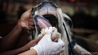 Idul Adha Sebentar Lagi, Pemeriksaan Hewan Kurban Digencarkan