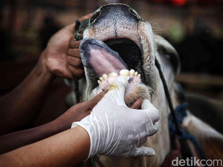 Idul Adha Sebentar Lagi, Pemeriksaan Hewan Kurban Digencarkan