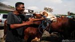 Idul Adha Sebentar Lagi, Pemeriksaan Hewan Kurban Digencarkan