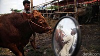 Satu per satu sapi kurban diperiksa oleh Dinas Ketahanan Pangan, Kelautan dan Pertanian (KPKP) DKI Jakarta.