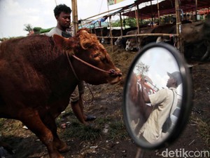 Bagaimana Hukum Panitia Qurban Dapat Daging? Begini Hadits-Penjelasan Ulama