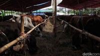 Selain memeriksa kesehatan hewan kurban, Dinas KPKP juga melaksanakan pemeriksaan dokumen lalu lintas, pengawasan terkait kelayakan TPnHK yang mencakup sarana pemeliharaan seperti atap peneduh, pagar pengaman, kandang karantina, dan isolasi.