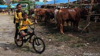 Dua orang anak bermain sepeda di sekitar sapi yang dijual kawasan Koja, Jakarta Utara.