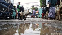 Tidak hanya sapi, penjualan kambing juga telah menjamur menjelang perayaan Idul Adha.
