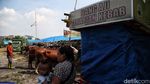 Idul Adha Sebentar Lagi, Pemeriksaan Hewan Kurban Digencarkan