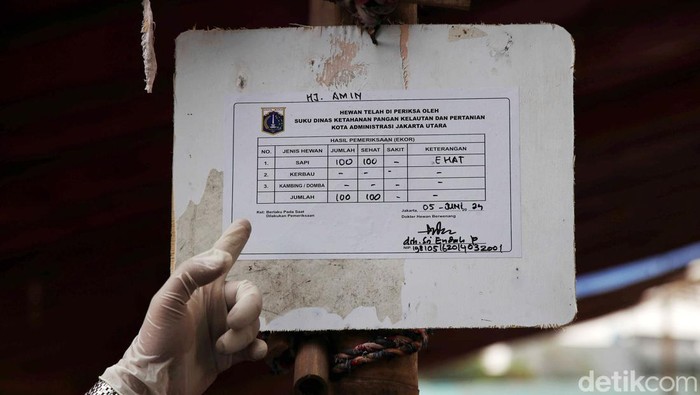 Kasudin KPKP (Ketahanan Pangan, Kelautan dan Perikanan) memeriksa kesehatan hewan kurban di Koja, Jakarta Utara, Rabu (12/6/2024).