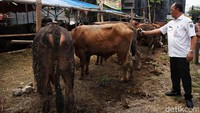 Kasudin Ketahanan Pangan, Kelautan dan Perikanan memeriksa kesehatan hewan kurban di Koja, Jakarta Utara, Rabu (12/6/2024).