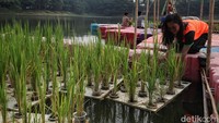 Aktivitas ini merupakan uji coba urban farming (pertanian kota).