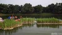 Budidaya ini memanfaatkan sebanyak 375 botol plastik bekas dan styrofoam.