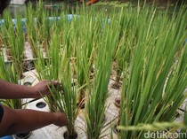 Padi Apung Dikembangkan di Sumsel, Produksinya Masih 4 Ton/Hektare