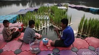 Lokasi budidaya ini pun dimanfaatkan sejumlah anak-anak untuk memancing.