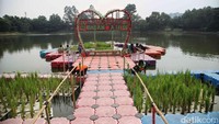 Ini dia lokasi budidaya padi apung karya petugas UPS Badan Air Dinas Lingkungan Hidup Jakarta, Selasa (11/6/2024).