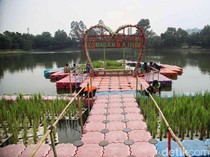 Intip Budidaya Padi Apung Karya UPS Badan Air