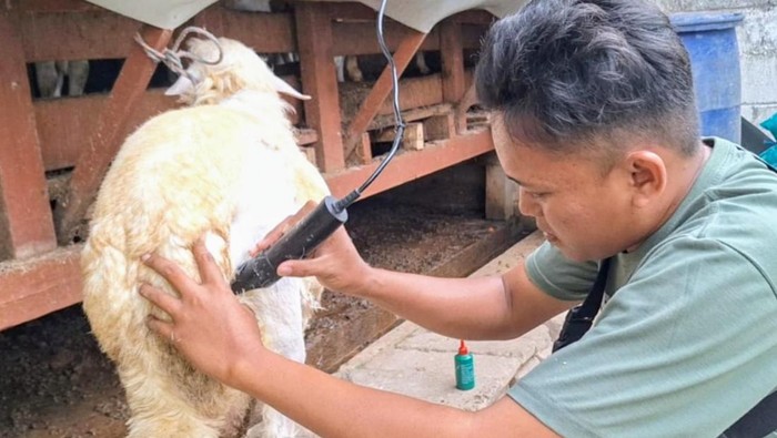 Jasa salon kambing di Situbondo jelang Idul Adha